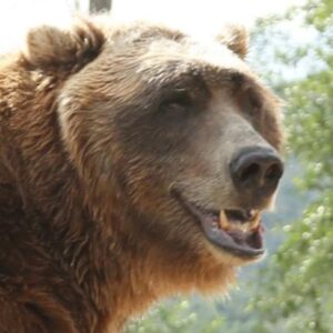 تصویر هنرمند Bart the Bear