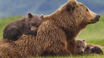 Teaser for Bears
