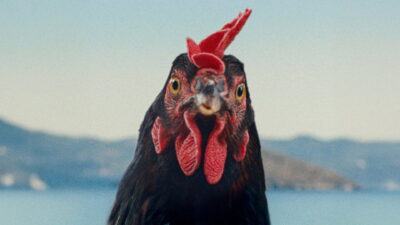 Teaser for Hen