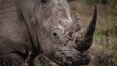 Teaser for Rhino