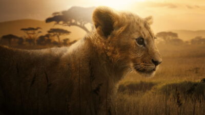 Teaser for Lion
